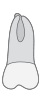 tooth icon