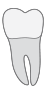 17 tooth icon